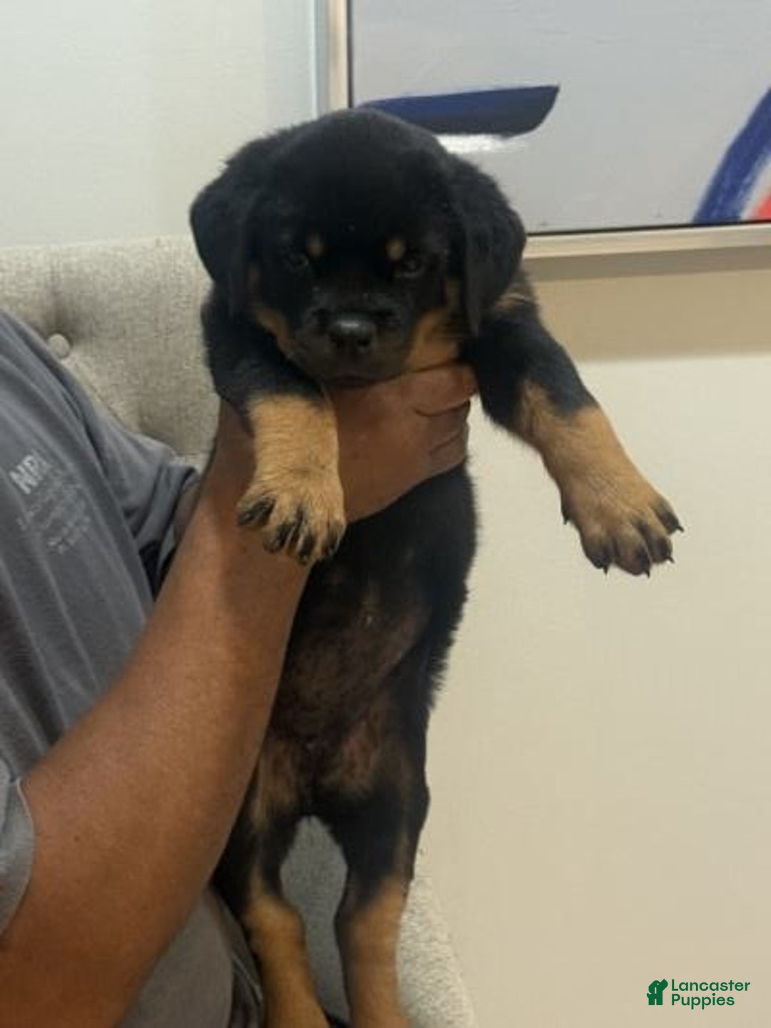 Rottweiler dogs for sale: Rottweiler Puppy 6 - Ad 7