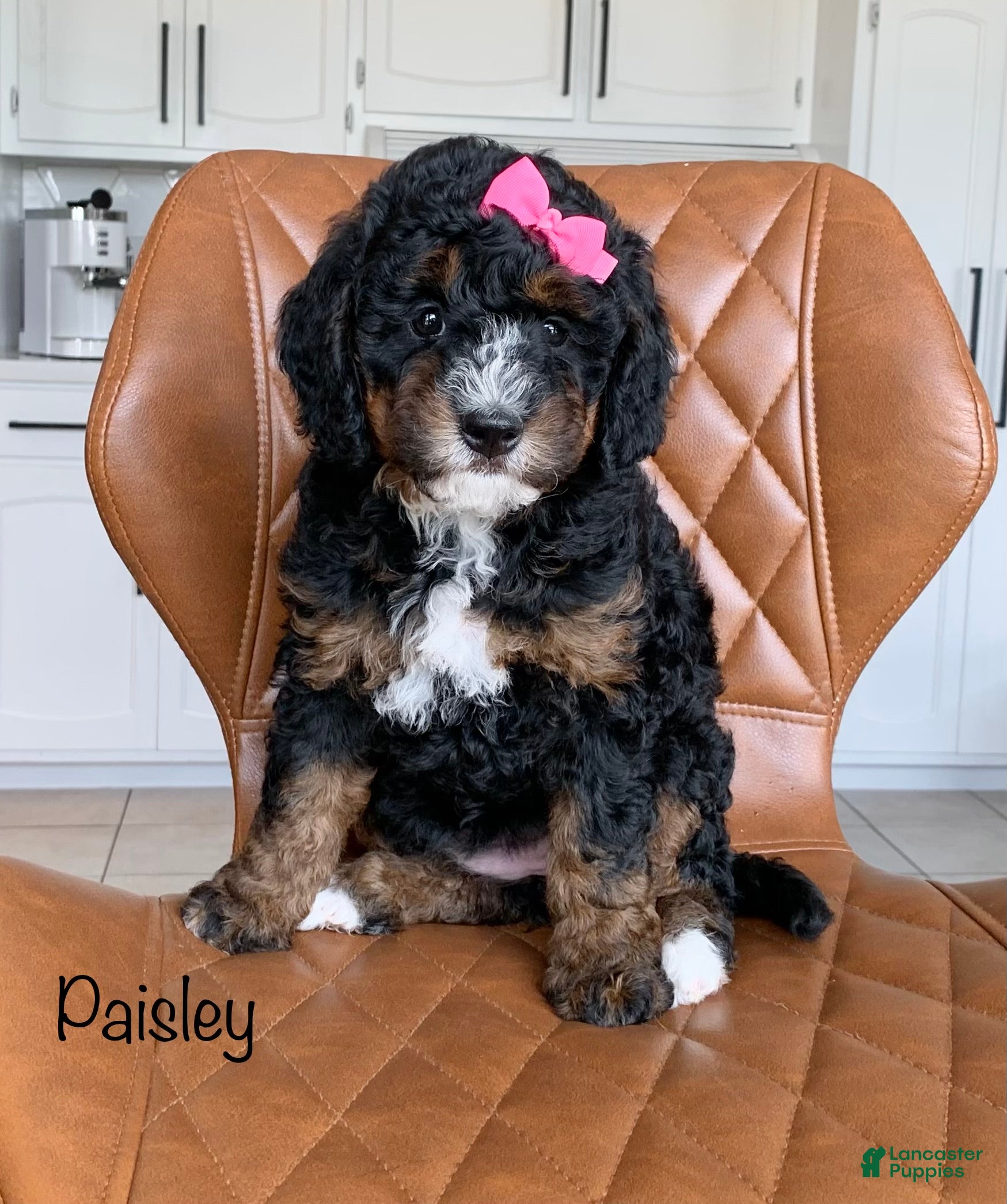 Mini Bernedoodle dogs for sale: Paisley - Ad 2