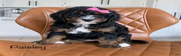 Mini Bernedoodle dogs for sale: Paisley - Ad 1