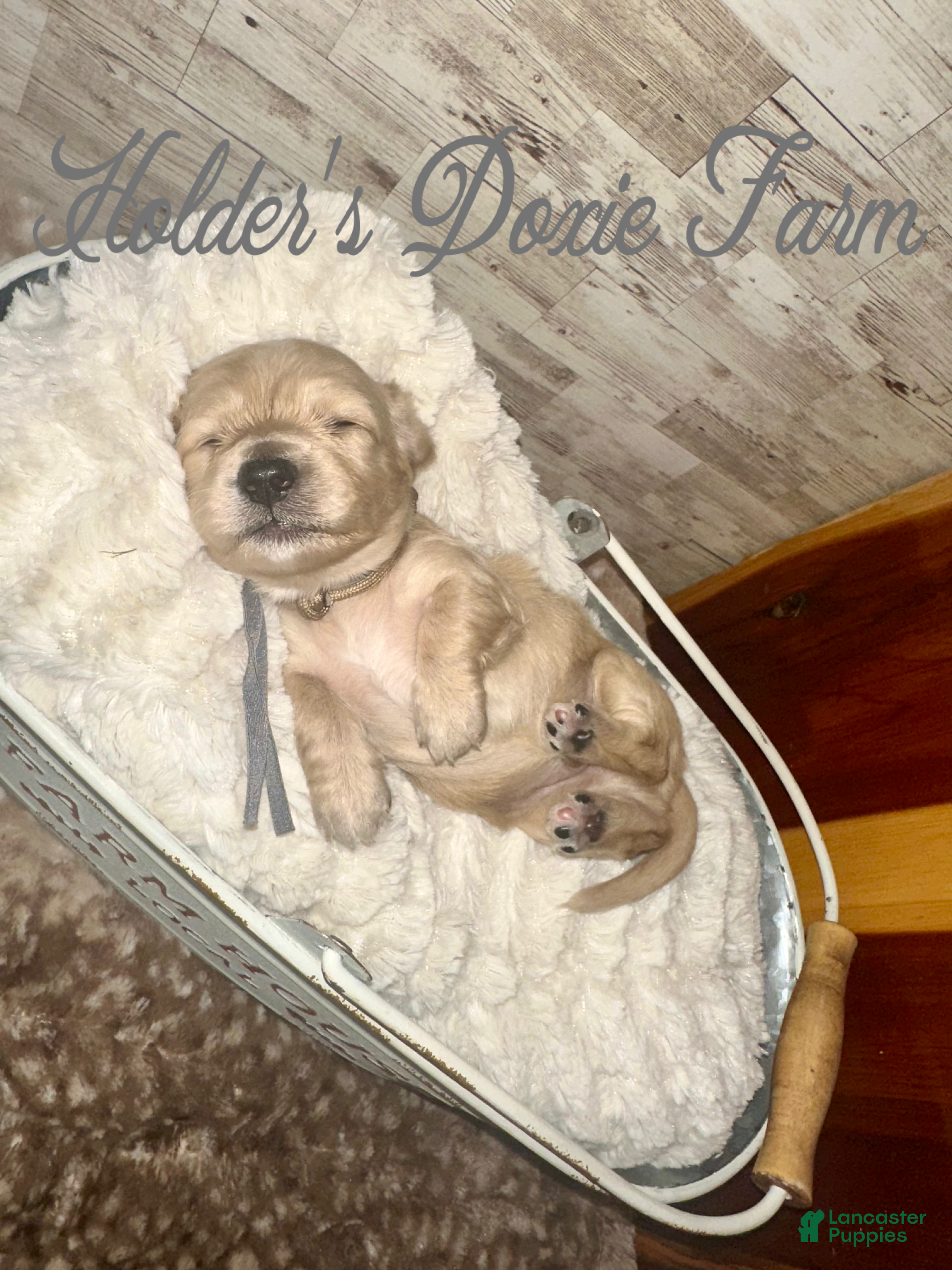 Miniature Dachshund dogs Sleepy  - Ad 4