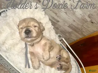 Miniature Dachshund dogs Sleepy - Ad 19