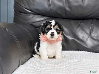 Cavapoo dogs Ensley - Ad 32