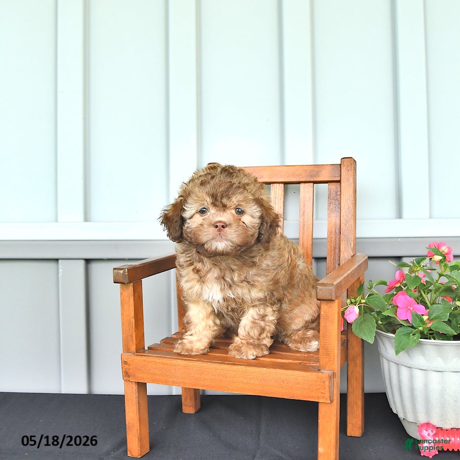 Shihpoo dogs Sophie - Ad 1