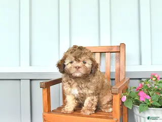 Shihpoo dogs for sale: Sophie - Ad 4