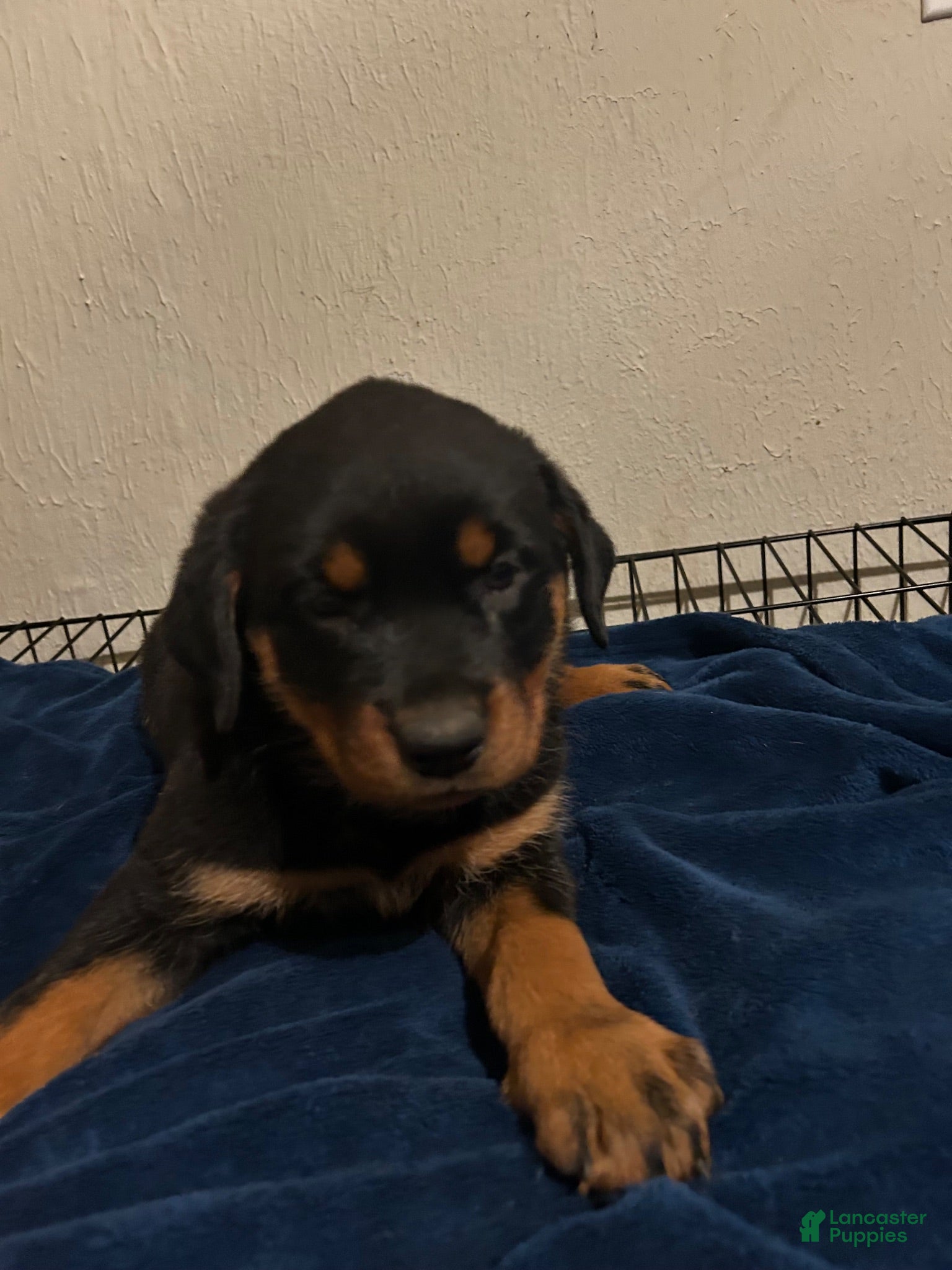 Rottweiler dogs Willow (orange) - Ad 2