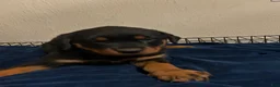 Rottweiler dogs for sale: Willow (orange) - Ad 2