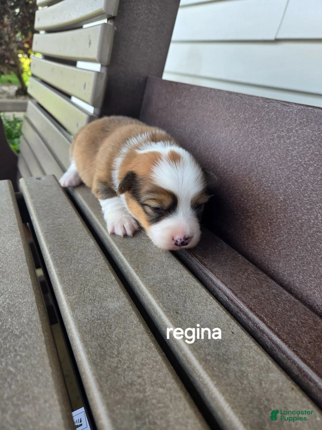 Welsh Corgi Pembroke dogs for sale: Welsh Corgi Pembroke 2 - Ad 1