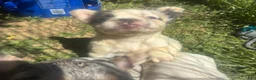 French Bulldog dogs for sale: French Bulldog Puppy 1 (fluffy) - Ad 11