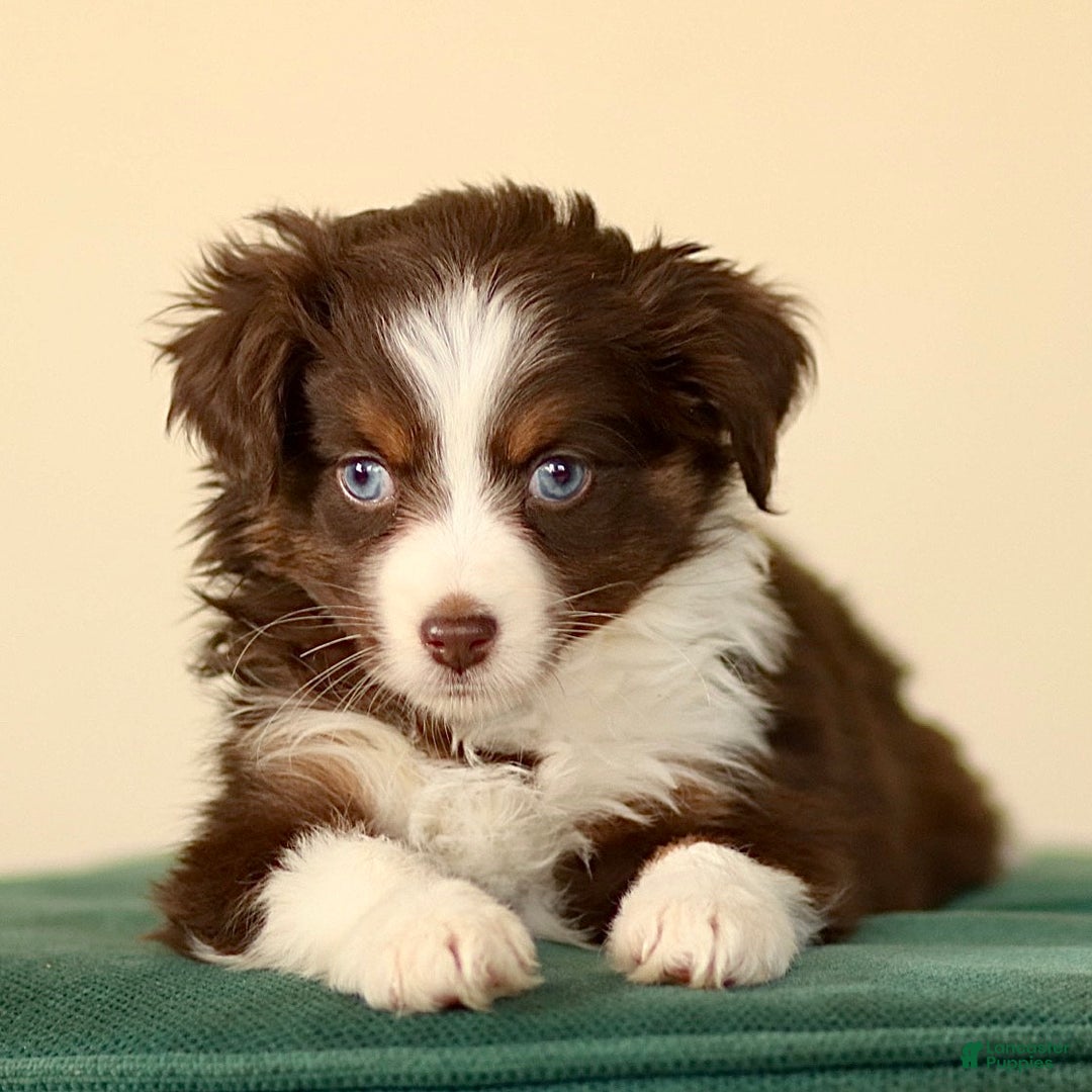 Miniature Australian Shepherd dogs for sale: Iona - Ad 4