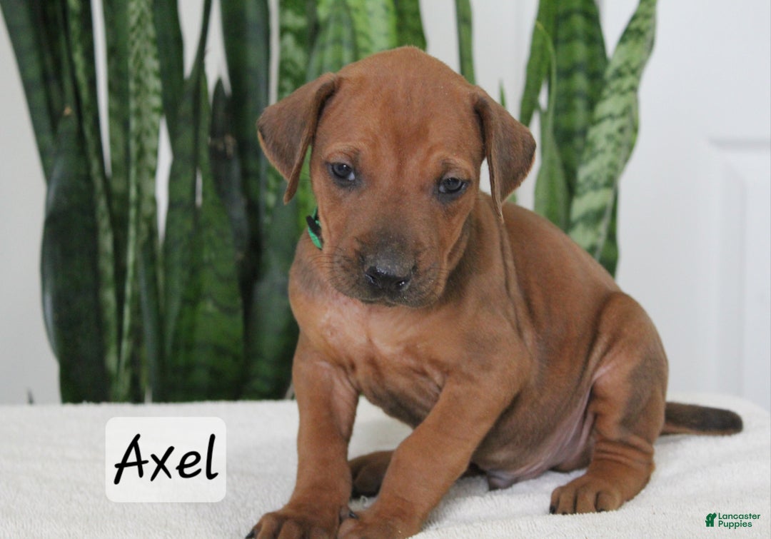 Rhodesian Ridgeback dogs for sale: Rhodesian Ridgeback Puppy 3 - Ad 1