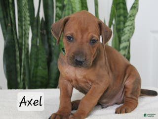 Rhodesian Ridgeback dogs Rhodesian Ridgeback Puppy 3 - Ad 22
