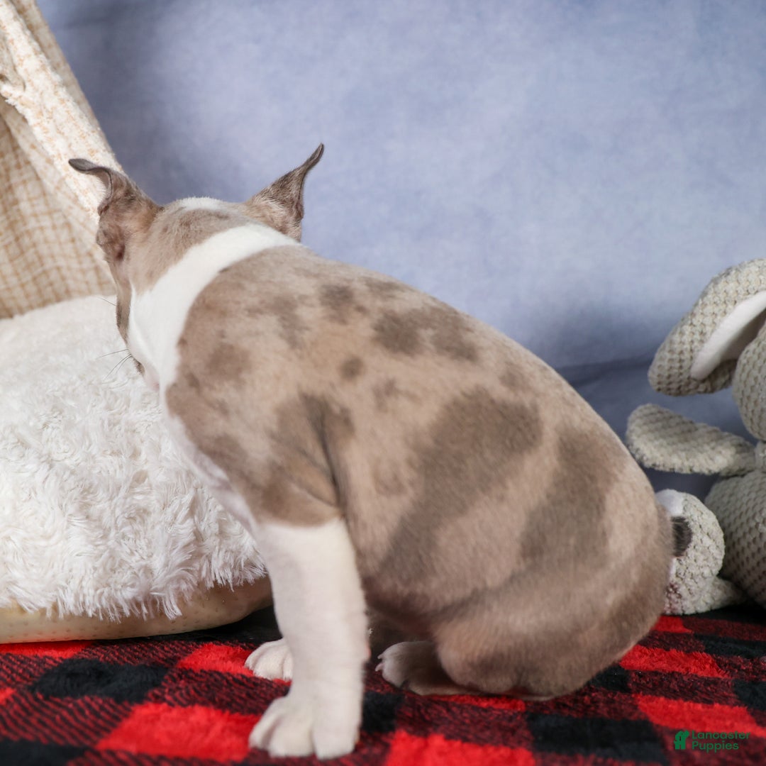 Frenchton dogs for sale: NORA - Ad 10