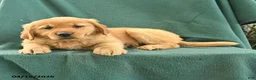 Golden Retriever dogs for sale: Rita - Ad 3