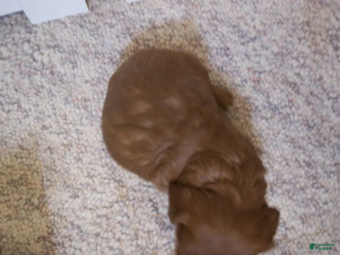 Cavapoo dogs for sale: Tilly - Ad 2