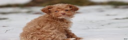 Toy Poodle dogs for sale: Cranberries - Ad 2