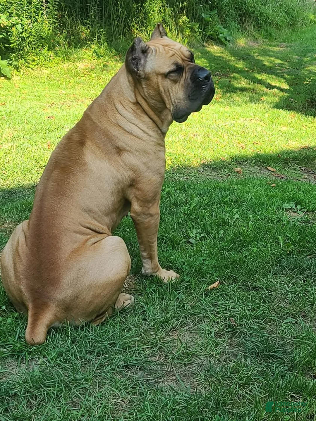 Cane Corso dogs for sale: Cane Corso Puppy 3 - Ad 2