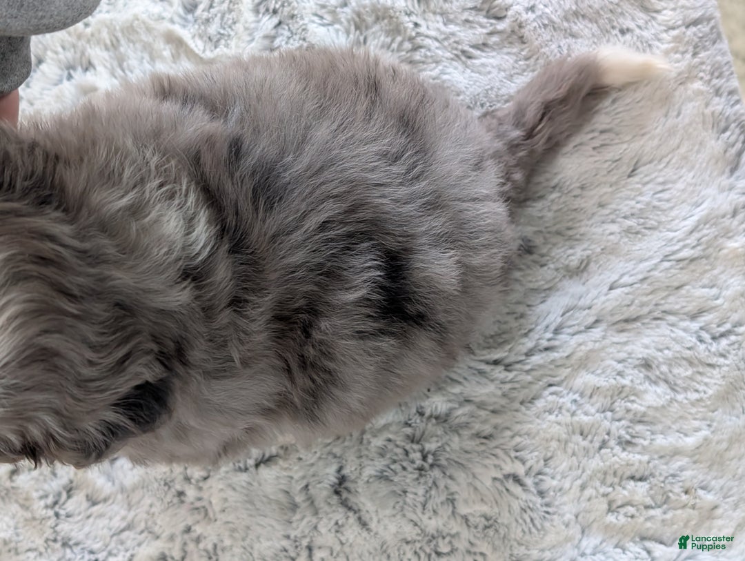 Mini Bernedoodle dogs for sale: Mini Bodie - Ad 14