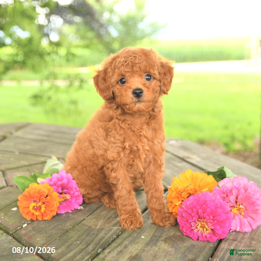 Toy Poodle dogs Rocky - Ad 1