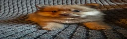 Pomeranian dogs for sale: Blossom- blue eyes - Ad 3