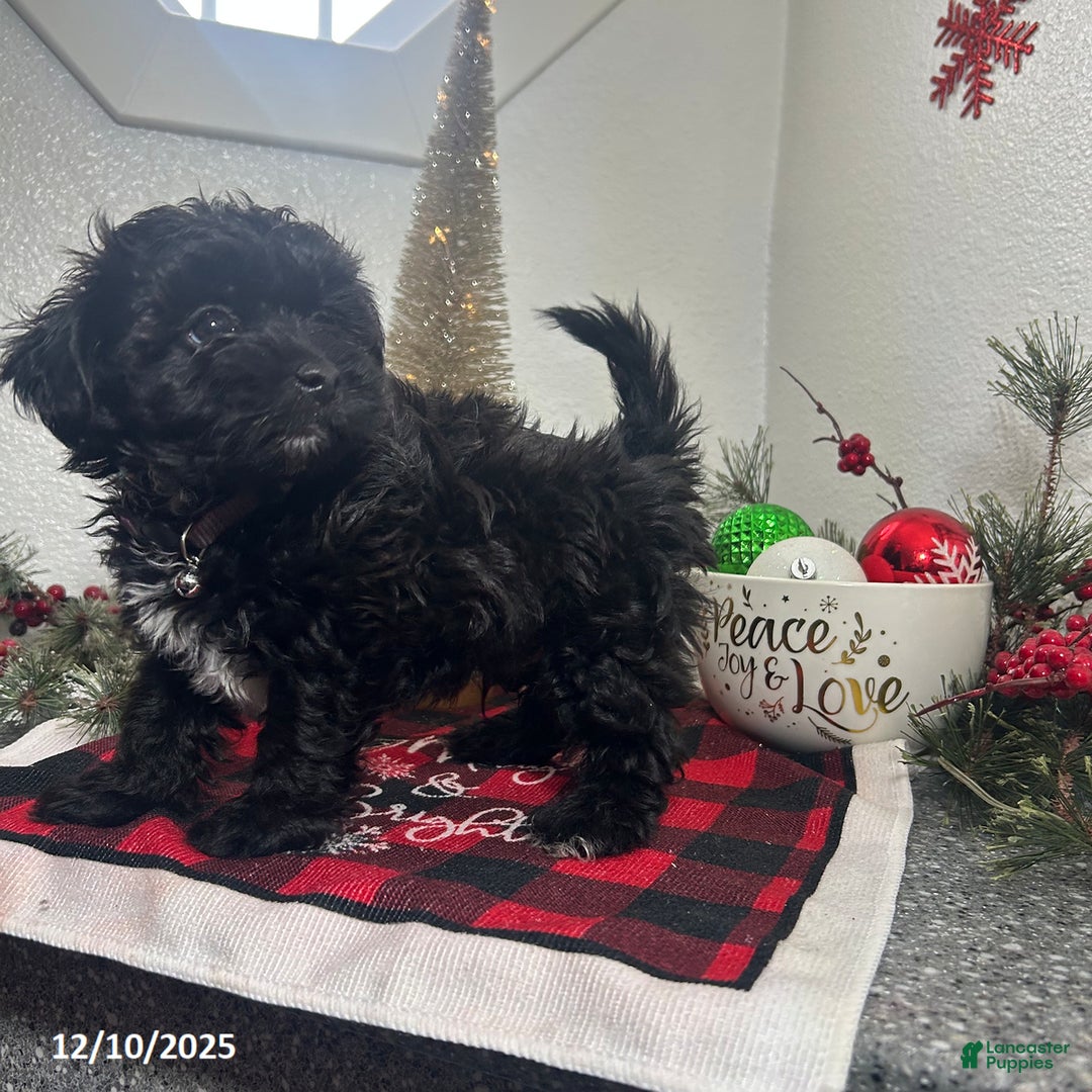 Mixed Breed dogs for sale: Bentley - Ad 2