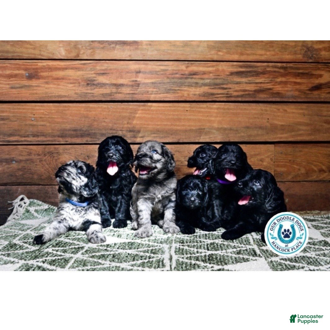 Goldendoodle dogs Scout (Green Collar) - Ad 2