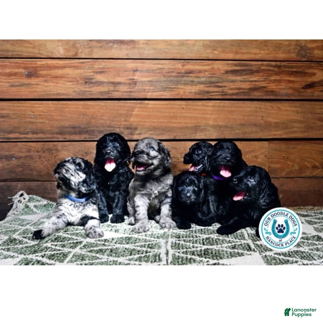 Goldendoodle dogs for sale: Scout (Green Collar) - Ad 2