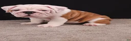 English Bulldog dogs for sale: Hank - Ad 8