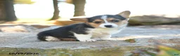 Welsh Corgi Pembroke dogs for sale: Harper - Ad 3