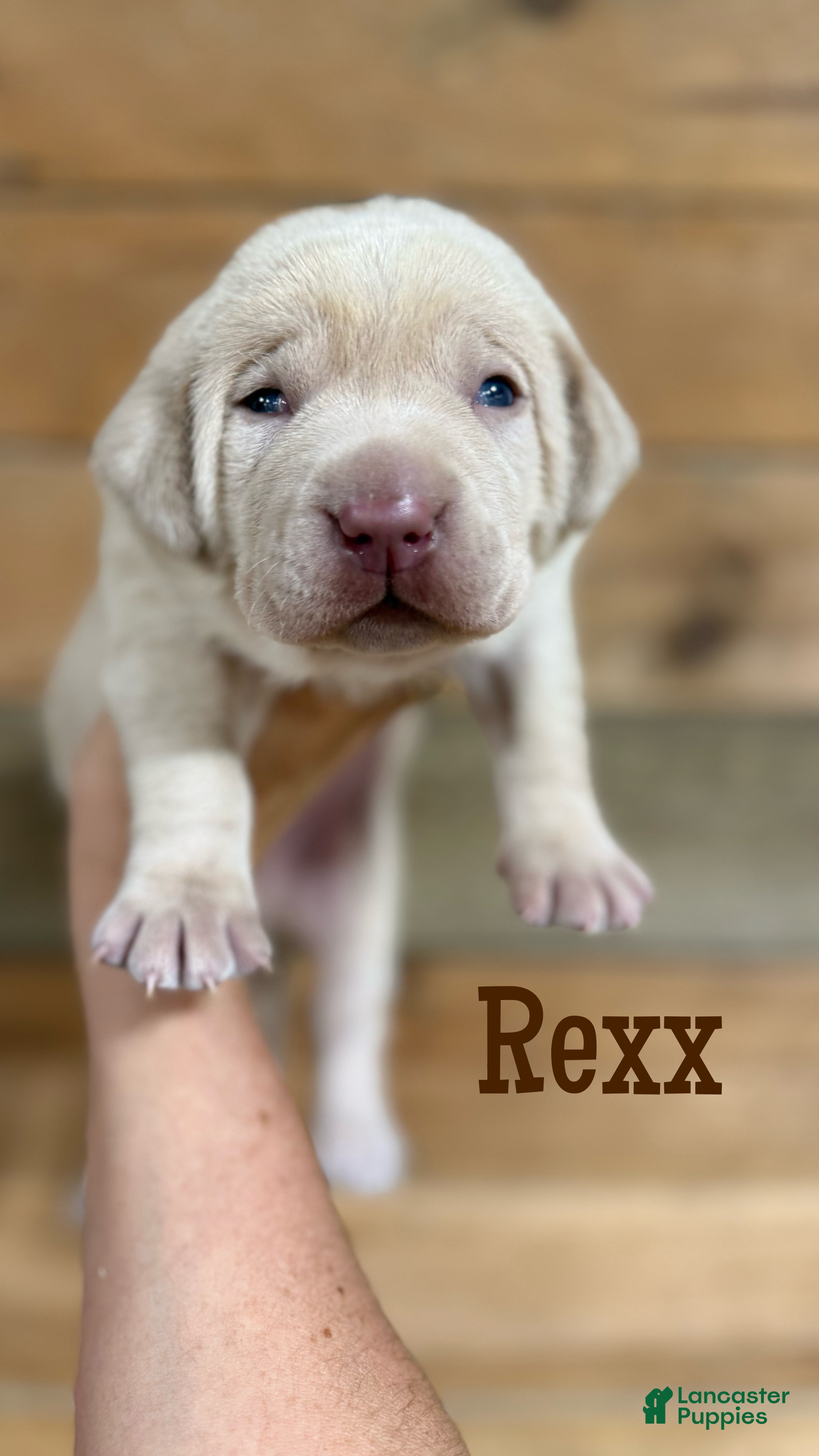 Labrador Retriever dogs Rexx (brown nose/yellow/champagne)  - Ad 8