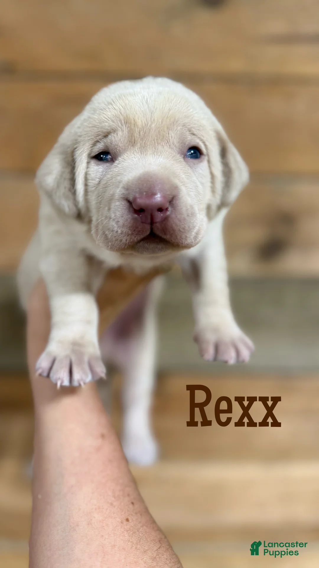 Labrador Retriever dogs for sale: Rexx (brown nose/yellow/champagne)  - Ad 1