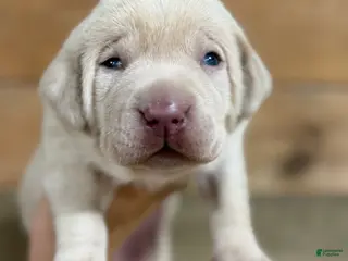 Labrador Retriever dogs Rexx (brown nose/yellow/champagne) - Ad 8