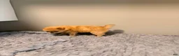 Pomeranian dogs for sale: Winnie - Ad 8