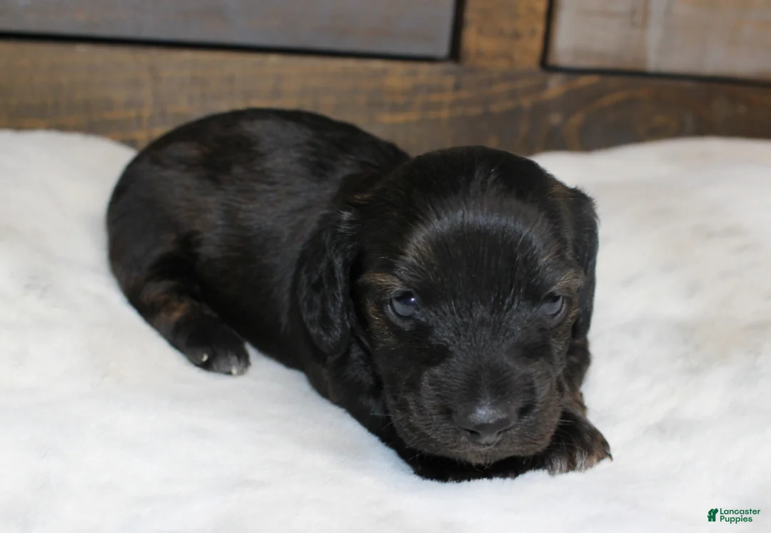 Dachshund dogs for sale: Abby - Ad 9