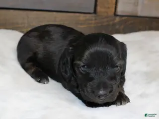 Dachshund dogs Abby - Ad 3