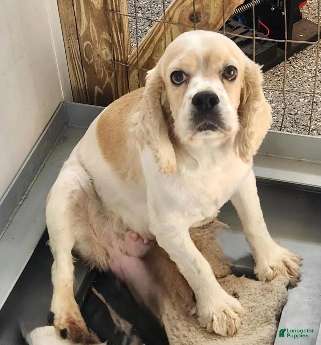 Cocker Spaniel dogs for sale: Leslie - Ad 2