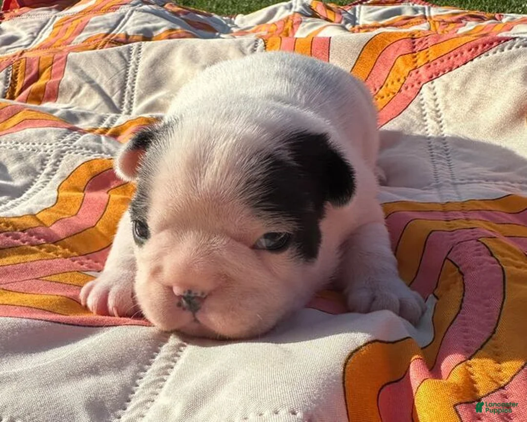 French Bulldog dogs for sale: Snoopy - Ad 1