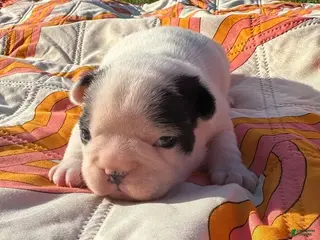 French Bulldog dogs Snoopy - Ad 28