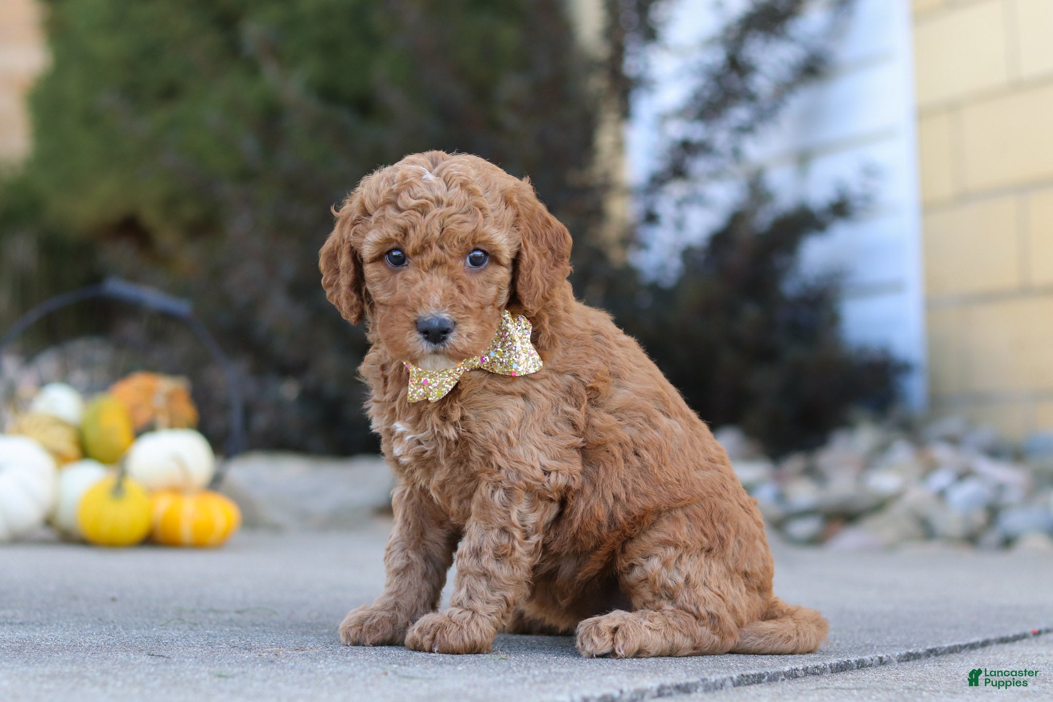 Mini Goldendoodle dogs Lily - Ad 2