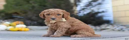 Mini Goldendoodle dogs for sale: Lily - Ad 2