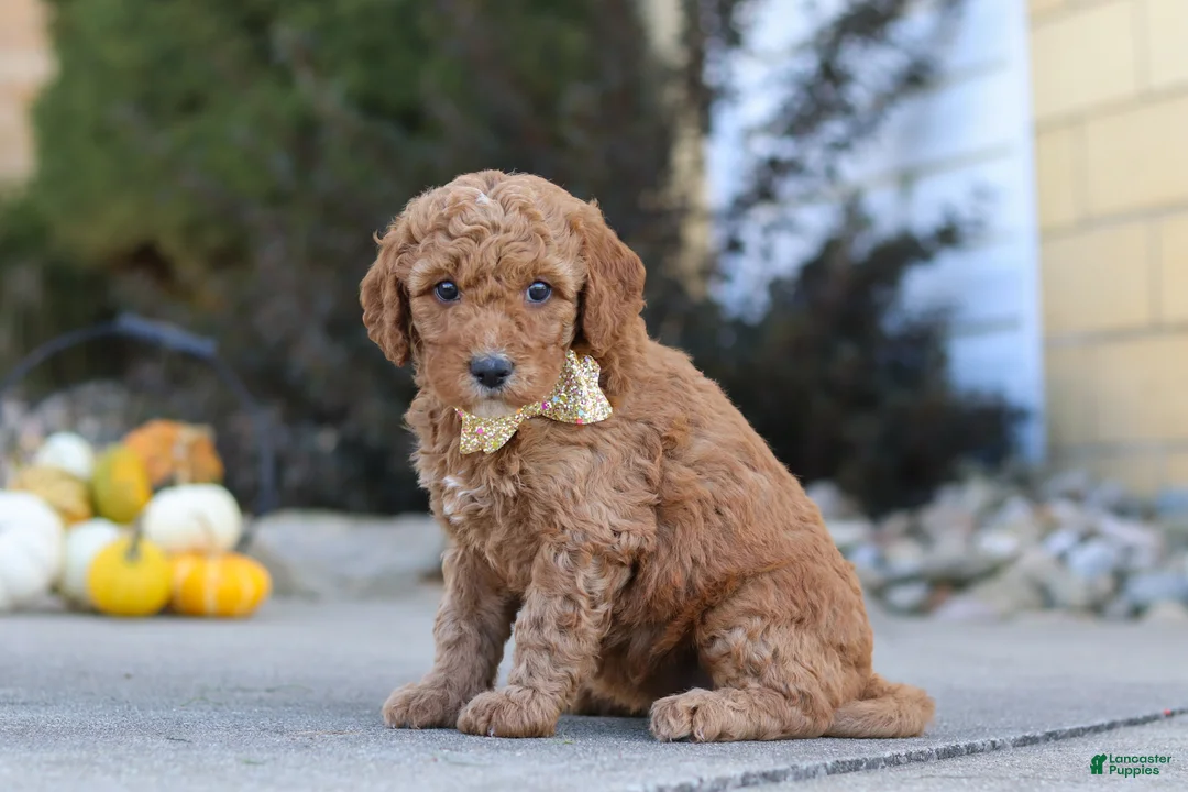 Mini Goldendoodle dogs for sale: Lily - Ad 2