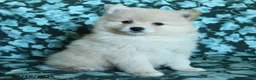 Pomeranian dogs for sale: Prince   - Ad 3