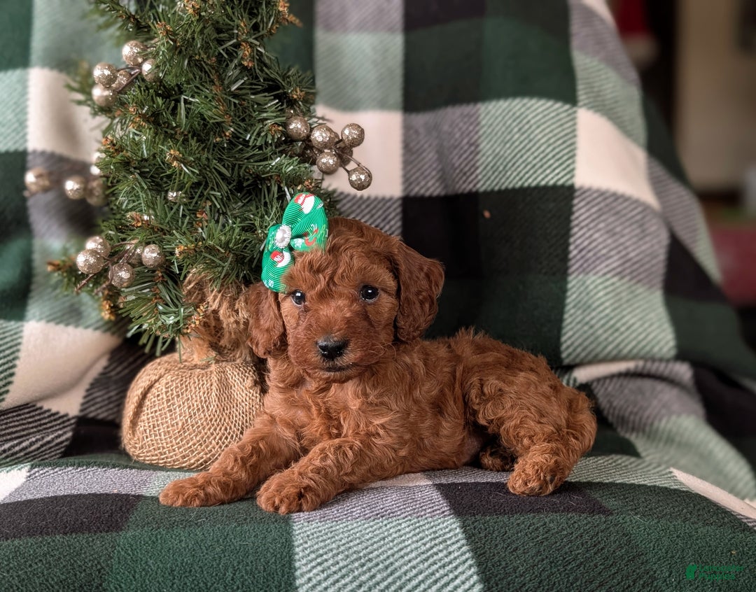 Cavapoo dogs for sale: Carla Hypoallergenic - Ad 4