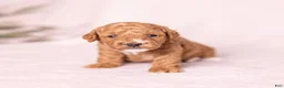 Miniature Poodle dogs for sale: Glee - Ad 10