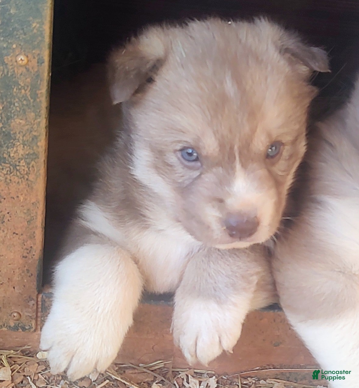 Siberian Husky dogs Siberian Husky Puppy 3 - Ad 15