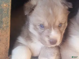 Siberian Husky dogs Siberian Husky Puppy 3 - Ad 15