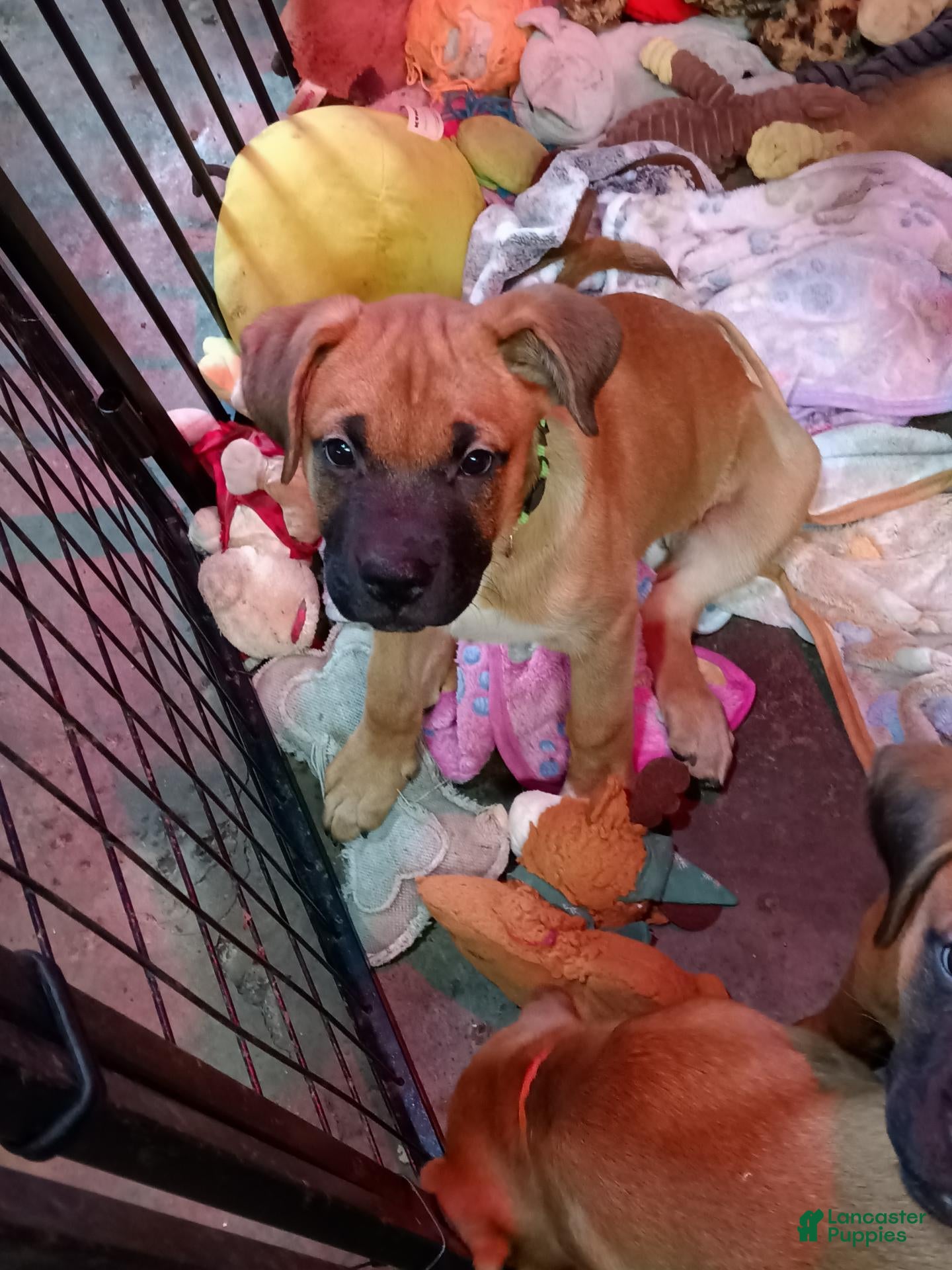 Mixed Breed dogs for sale: Mixed Breed 2 - Ad 30
