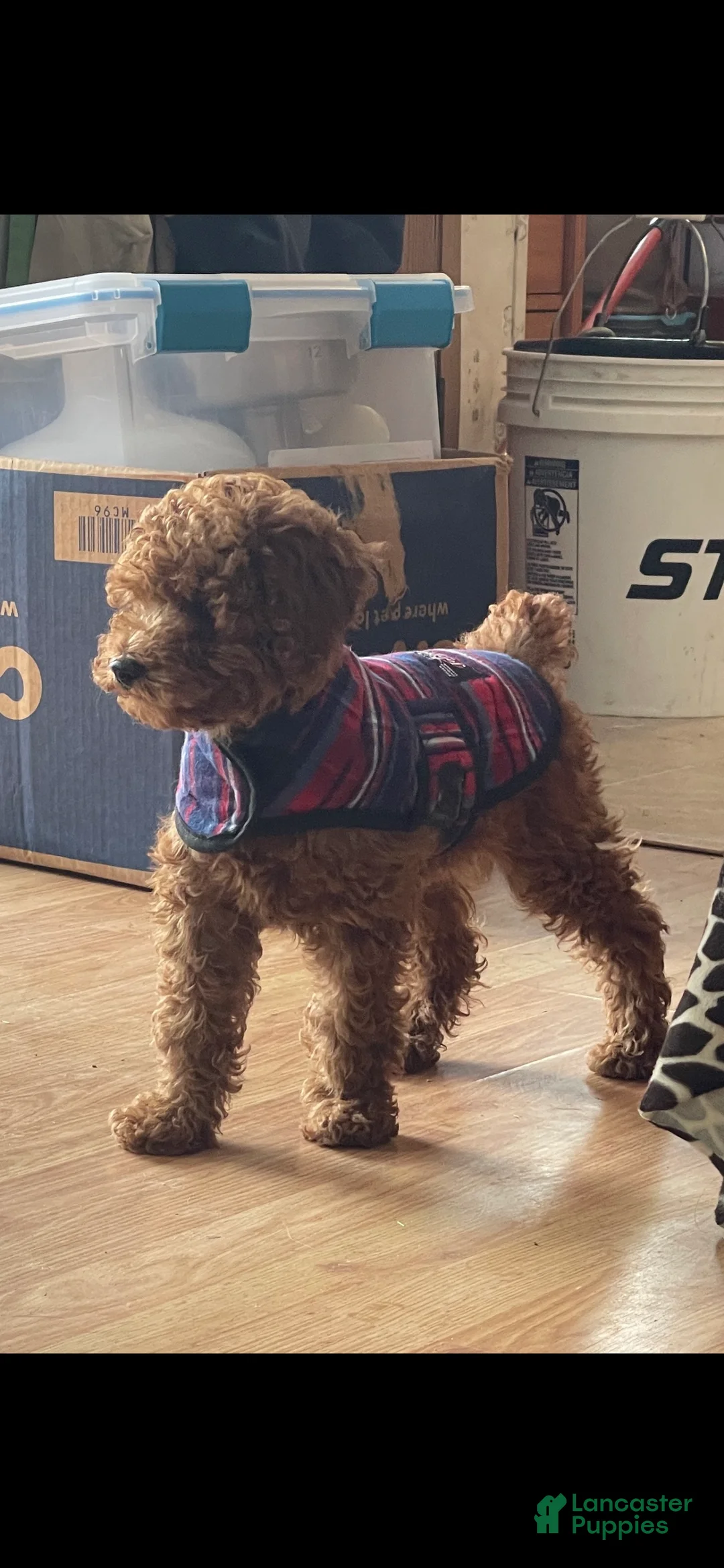 Mini Goldendoodle dogs for sale: Red Male Mini Goldendoodle - Ad 6