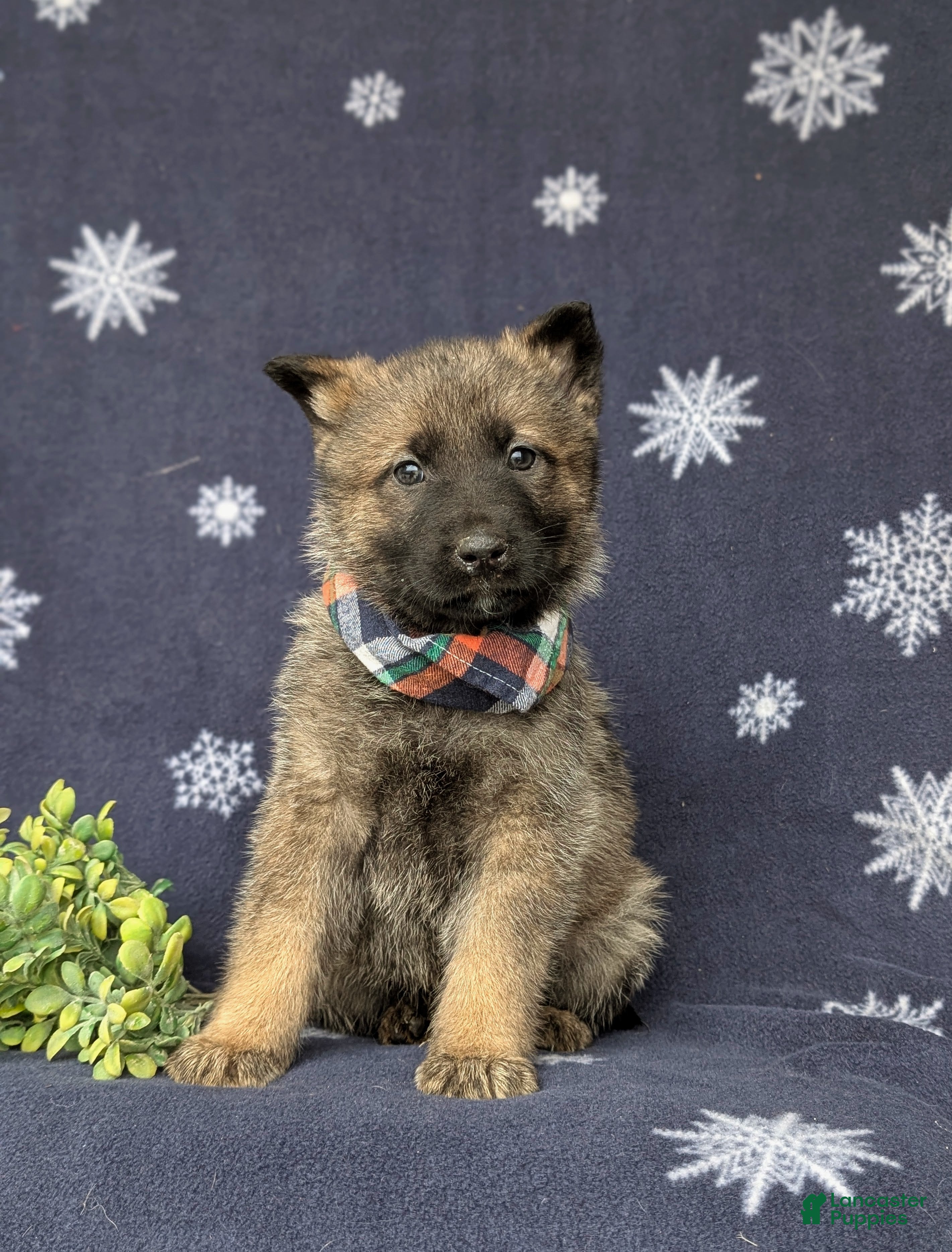 Mixed Breed dogs Colby - Ad 2