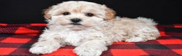 Maltipoo dogs for sale: Frankie - Ad 2