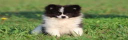 Pomeranian dogs for sale: Feather - Ad 1